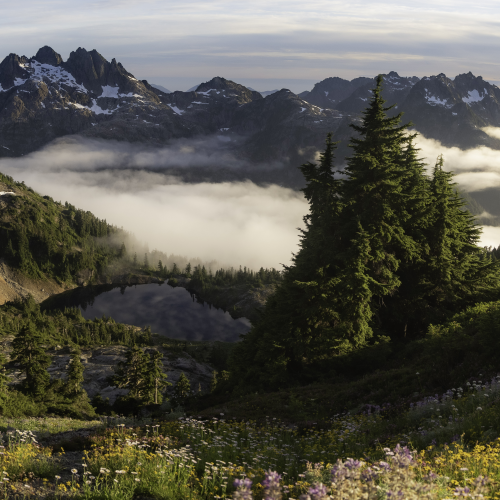 Golden meadows 