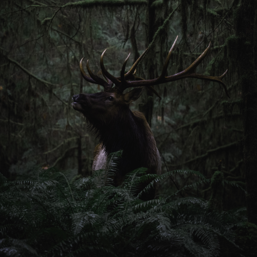 King of the forrest 