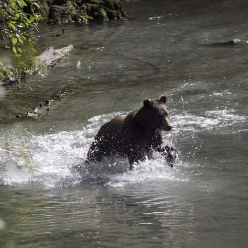 Hunting for fish