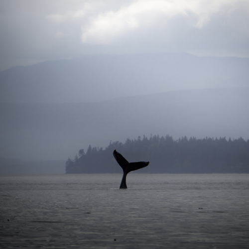 The whale tail
