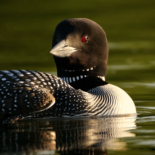 Rembrandt Loon