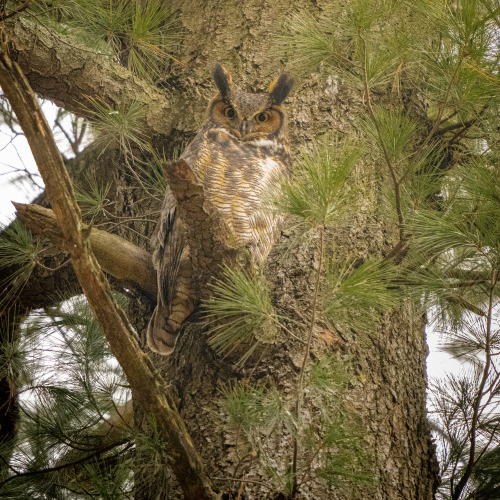 Great Horned