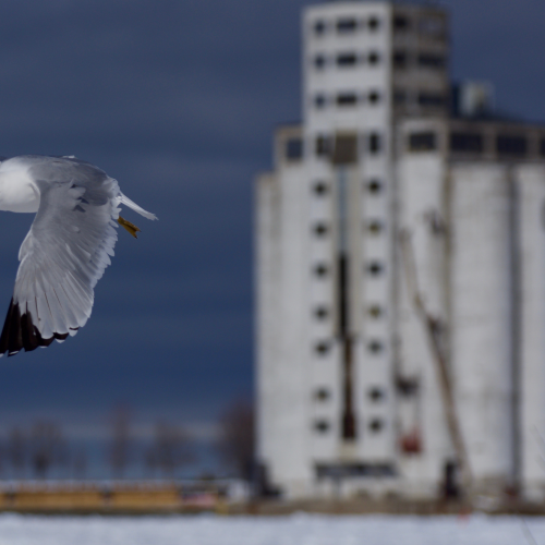 Seagull