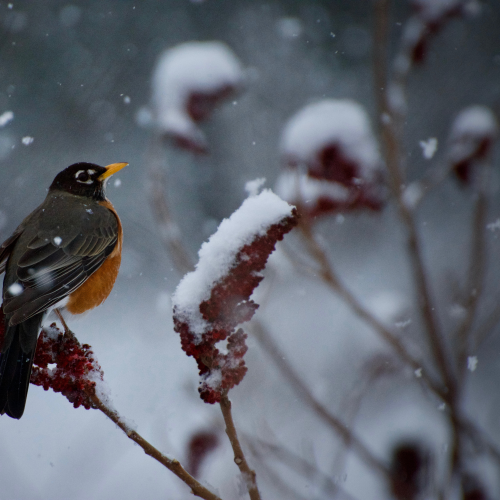 spring robin