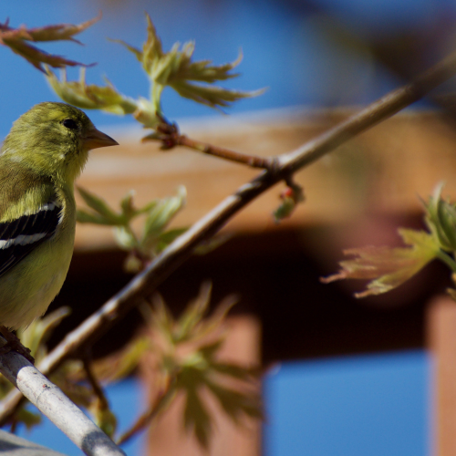 goldfinch