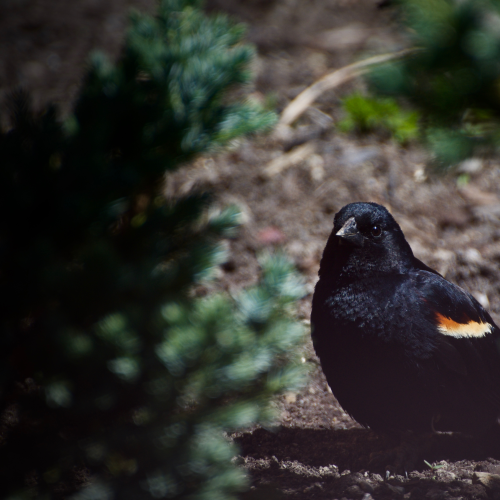 redwing blackbird