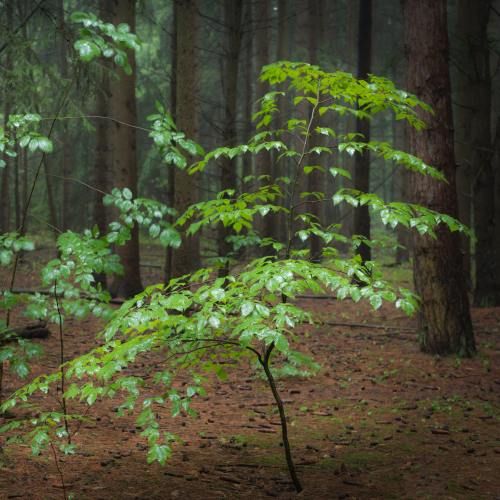 Forest in colors 