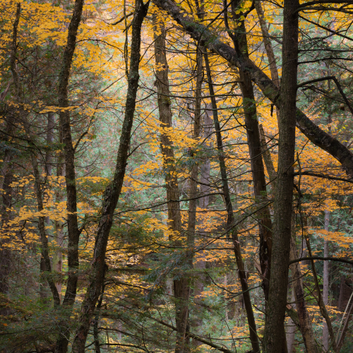 Forest in colors 