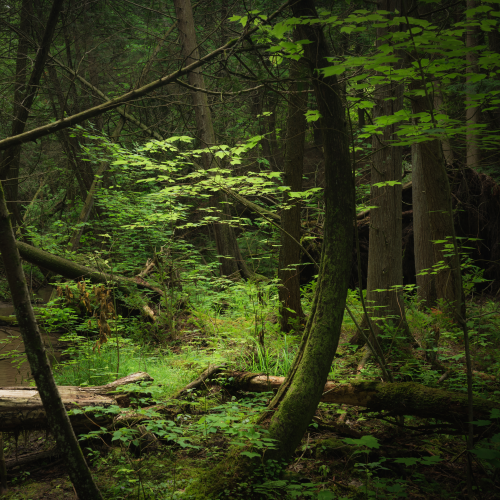 Forest in colors 