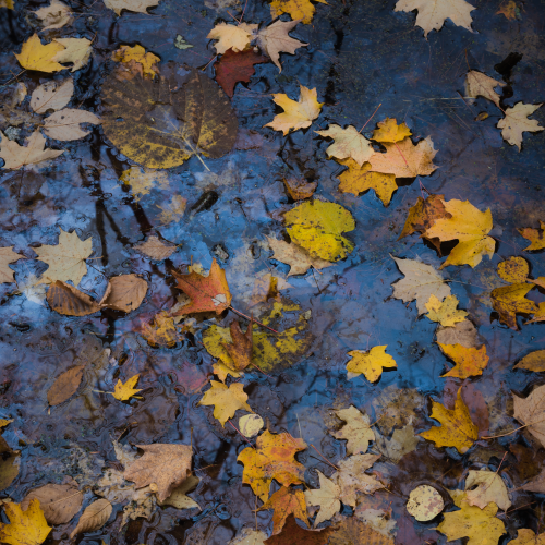 Forest in colors 