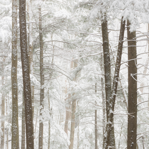 Forest in colors 