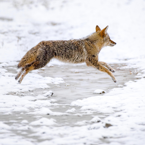 Coyote Over Creek