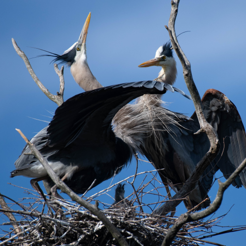 Great Blue Heron Moment