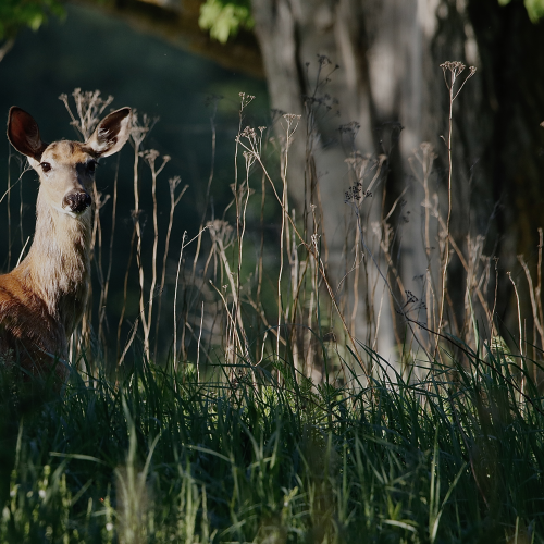 White-tailed deer