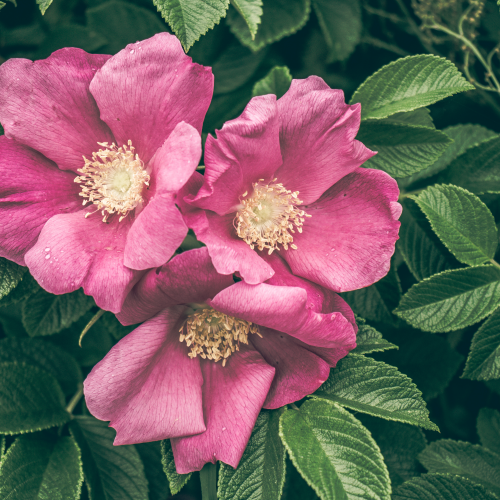 Wild Roses