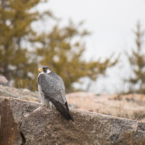 Peregrine at Rest