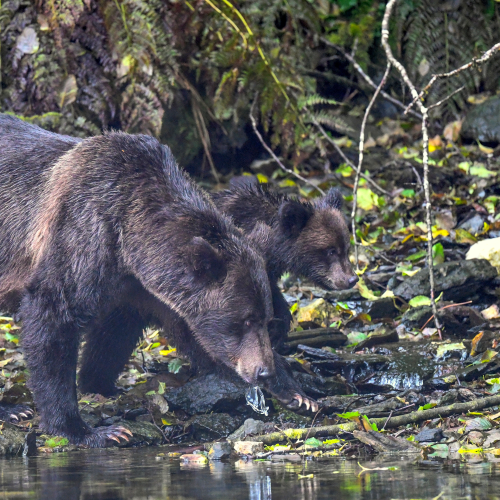 Fresh Water, Yum !