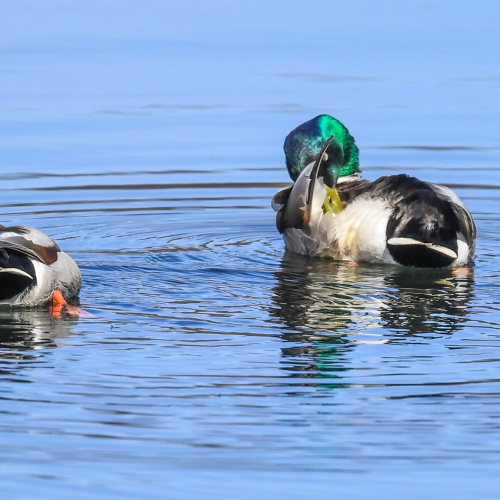 Preening Their Feathers For The Ladies