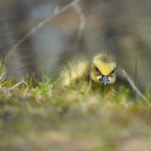 The observer