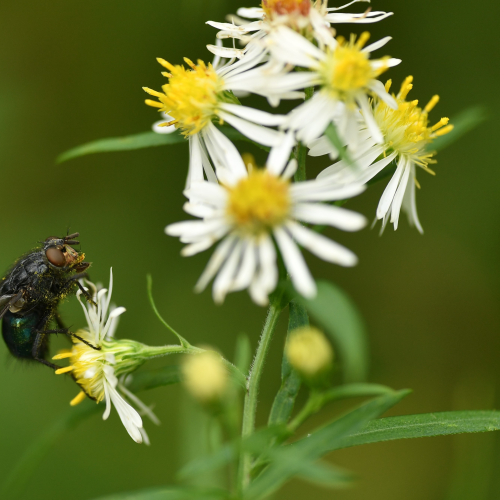 Foraging