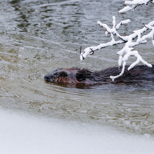 Icy Swim