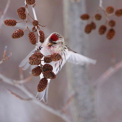Redpoll
