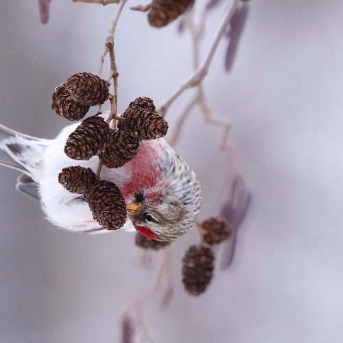 Hungry Redpoll