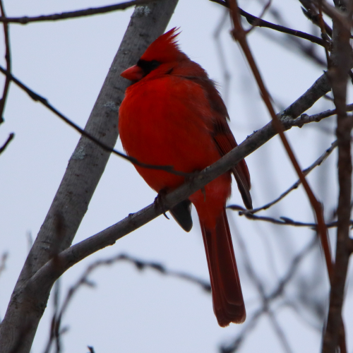 Cardinal in the forest 
