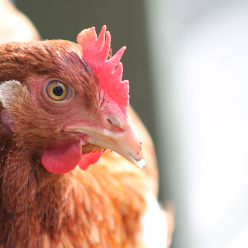 Funky Chicken