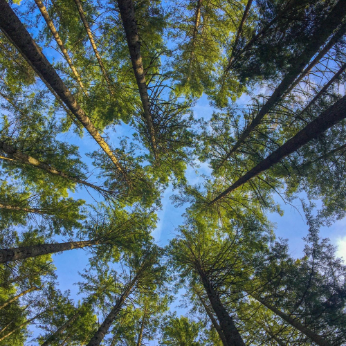 Woodland Sky