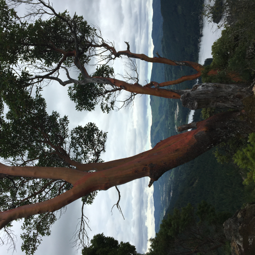 Island red trees
