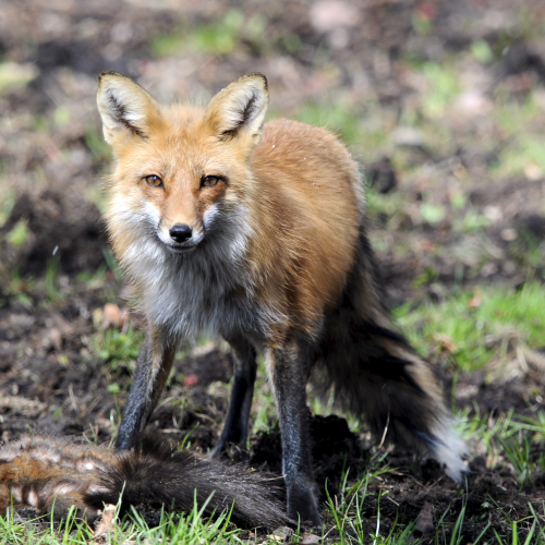 Red Fox, Black Squirrel