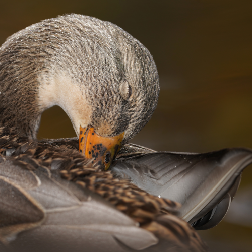 Tenderness