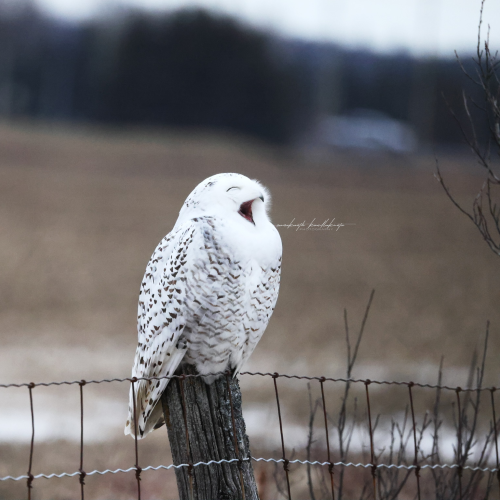 Snowy yawning 