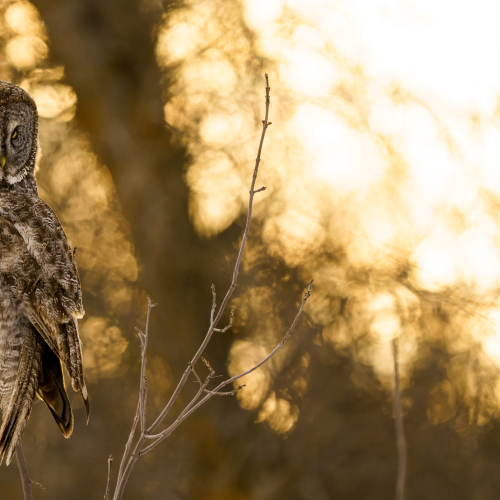 Great Gray Owl at Sunset