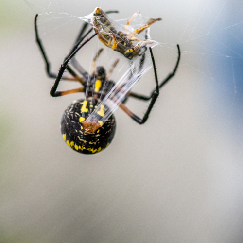 Argiope aurantia spider wrapping its catch.