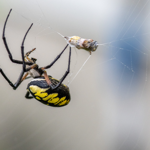 Argiope aurantia the wasp in storage for later.
