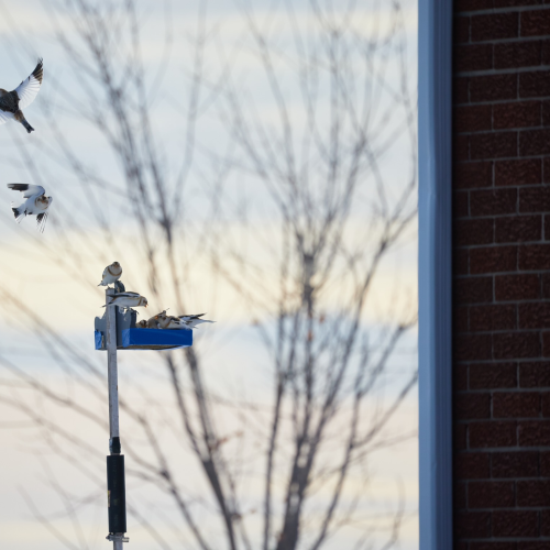 Snow buntings 