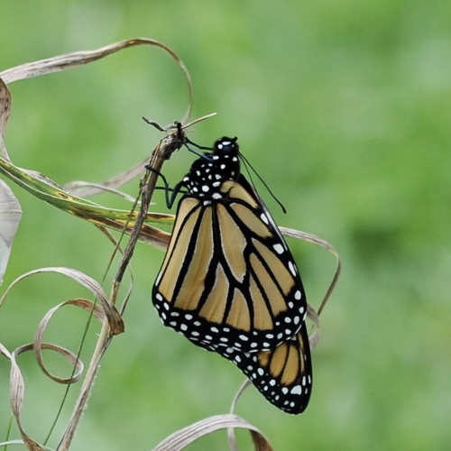 Monarch