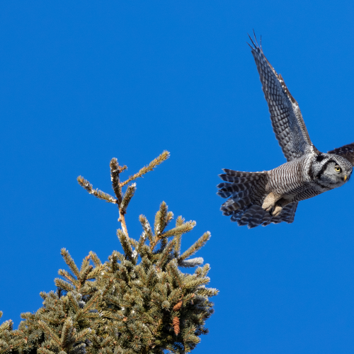 Northern Hawk Owl