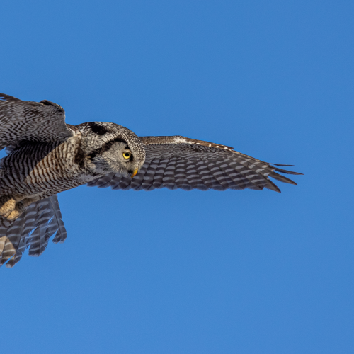 Northern Hawk Owl