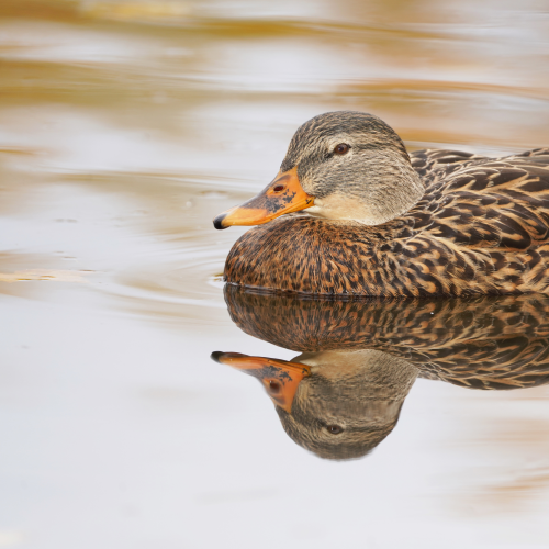 Perfect reflection