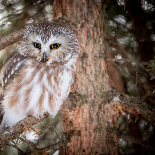 Northern Saw-whet Owl