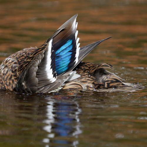 Power of a wing