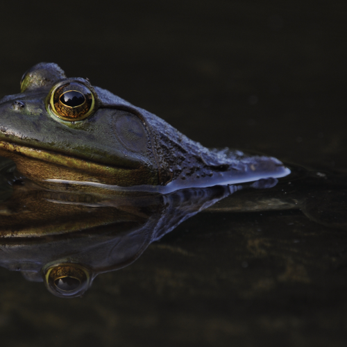 Bullfrog