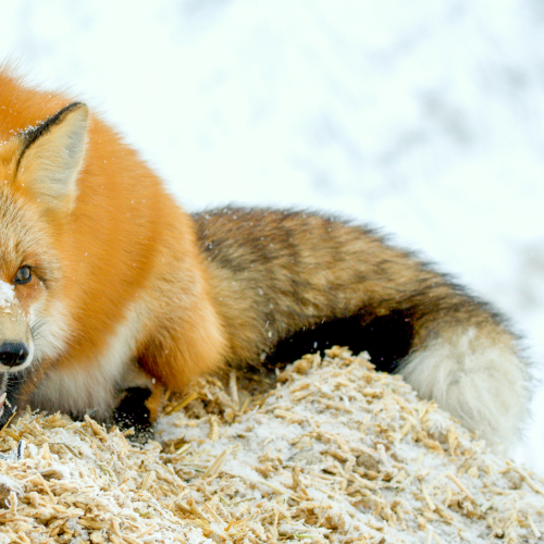 Sassy Red Fox