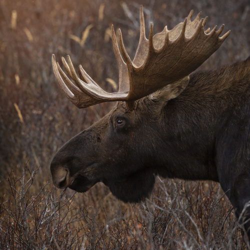 Bull Moose