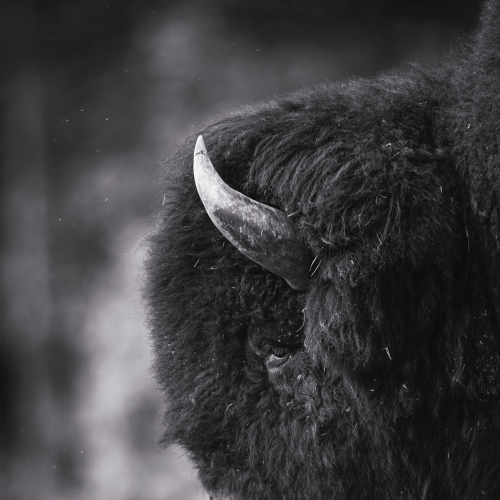 Bison