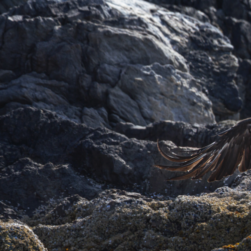 West Coast Bald Eagle