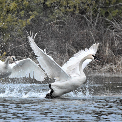 The Chase